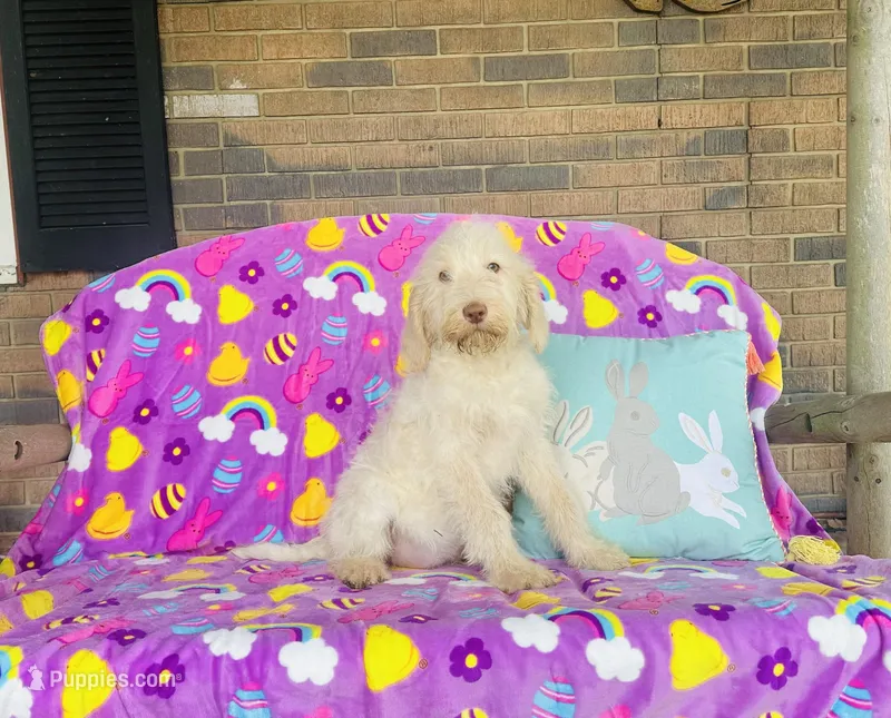 Girl~ Pink – Spinone Italiano puppy for sale in Peru, IL