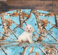 processed/f05f104c-cd7d-4124-a23a-6f6c314f8d34/listing/0398780d-6d17-4df2-bfd9-8e61a2f8f96b/e2e0b721-4984-4b15-8a23-8f941116183e