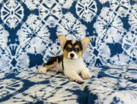 Boy~Purple , a male Pembroke Welsh Corgi for sale in Peru, IL – 4 of 4