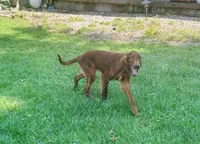 Male#3, a male Irish Setter for sale in Peru, IL – 2 of 7