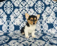 Boy~yellow , a male Pembroke Welsh Corgi for sale in Peru, IL – 2 of 4