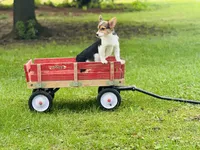 Boy~Purple , a male Pembroke Welsh Corgi for sale in Peru, IL – 2 of 6
