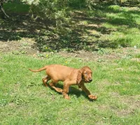 Female#1, a male Irish Setter for sale in Peru, IL – 1 of 5