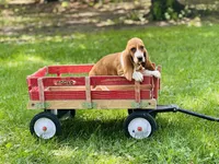 Dolly, a female Basset Hound for sale in Peru, IL – 4 of 5