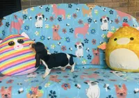 Sadie , a female Basset Hound for sale in Peru, IL – 3 of 5