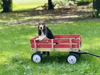 Penny , a female Basset Hound for sale in Peru, IL – 3 of 5
