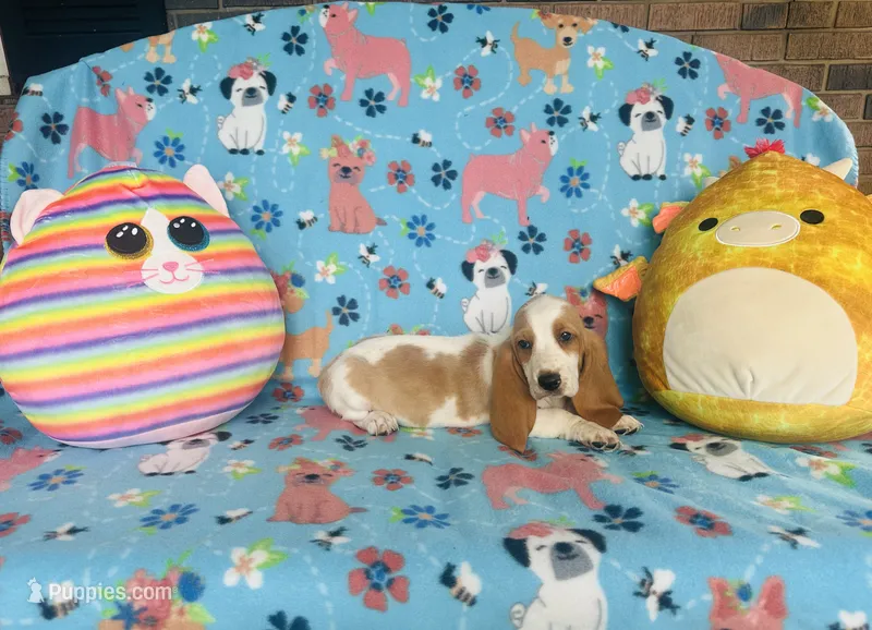 Daisy  – Basset Hound puppy for sale in Peru, IL