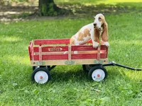 Beau , a male Basset Hound for sale in Peru, IL – 1 of 5
