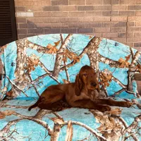 Male#2, a male Irish Setter for sale in Peru, IL – 3 of 4