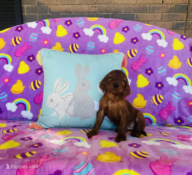 Male#5  – Irish Setter puppy for sale in Peru, IL