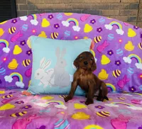 Male#5 , a male Irish Setter for sale in Peru, IL – Photo 1 of 4