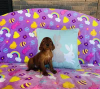 Male#5 , a male Irish Setter for sale in Peru, IL – Photo 3 of 4