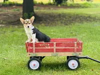 Boy~Purple , a male Pembroke Welsh Corgi for sale in Peru, IL – 4 of 6