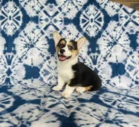 Boy~Blue , a male Pembroke Welsh Corgi for sale in Peru, IL – 2 of 4