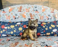 Ozzie , a male Cairn Terrier for sale in Peru, IL – 4 of 5