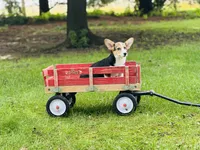 Female~Pink, a female Pembroke Welsh Corgi for sale in Peru, IL – 5 of 5