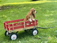 Winnie , a female Basset Hound for sale in Peru, IL – 3 of 5