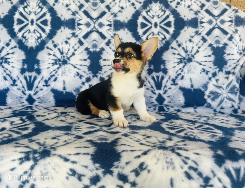 Female-Red  – Pembroke Welsh Corgi puppy for sale in Peru, IL