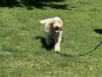 Boy~ Blue, a male Spinone Italiano for sale in Peru, IL – 3 of 10