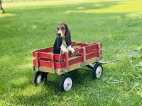 Penny , a female Basset Hound for sale in Peru, IL – 4 of 5