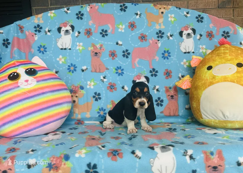 Sadie  – Basset Hound puppy for sale in Peru, IL