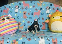 Sadie , a female Basset Hound for sale in Peru, IL – 1 of 5