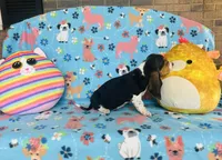 Penny , a female Basset Hound for sale in Peru, IL – 2 of 5