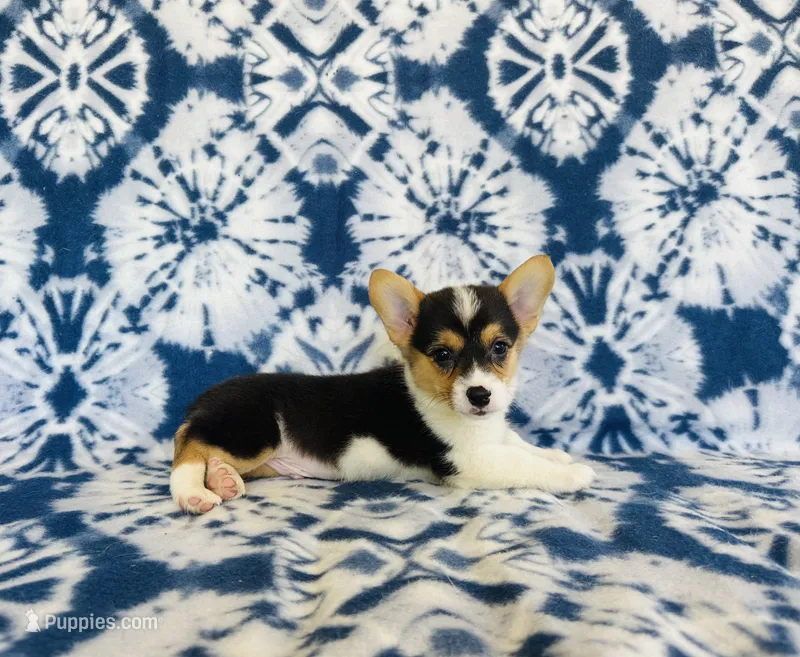Boy~Purple  – Pembroke Welsh Corgi puppy for sale in Peru, IL