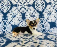 Boy~Purple , a male Pembroke Welsh Corgi for sale in Peru, IL – 1 of 4