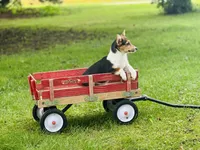 Female-Red , a female Pembroke Welsh Corgi for sale in Peru, IL – 3 of 5