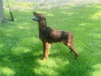 Female#1 , a female Irish Setter for sale in Peru, IL – 4 of 5