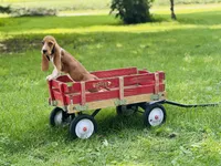 Winnie , a female Basset Hound for sale in Peru, IL – 5 of 5