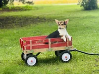 Female-Red , a female Pembroke Welsh Corgi for sale in Peru, IL – 5 of 5
