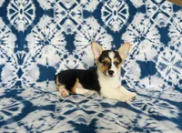 Boy~Blue , a male Pembroke Welsh Corgi for sale in Peru, IL – 4 of 4