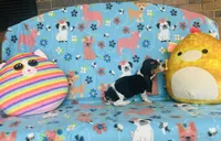 Sadie , a female Basset Hound for sale in Peru, IL – 2 of 5