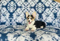 Female~Pink, a female Pembroke Welsh Corgi for sale in Peru, IL – 2 of 4