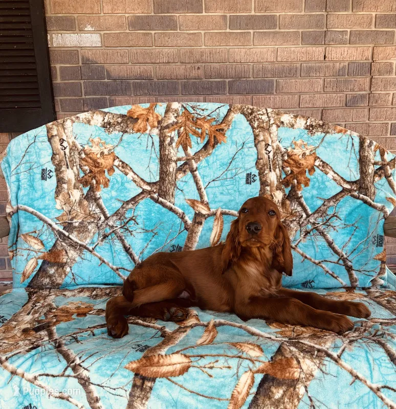 Male#3 – Irish Setter puppy for sale in Peru, IL