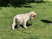 Boy~ Blue, a male Spinone Italiano for sale in Peru, IL – 5 of 10