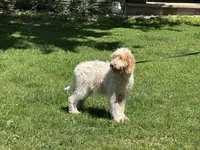 Boy~ Blue, a male Spinone Italiano for sale in Peru, IL – 4 of 10