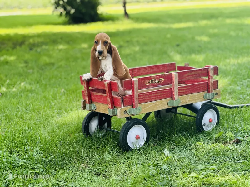 Winnie  – Basset Hound puppy for sale in Peru, IL