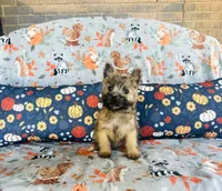 Ozzie , a male Cairn Terrier for sale in Peru, IL – 2 of 5