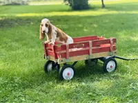 Maggie , a female Basset Hound for sale in Peru, IL – 5 of 5