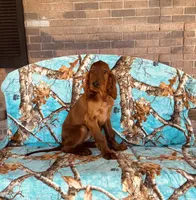 Male#2, a male Irish Setter for sale in Peru, IL – 2 of 4