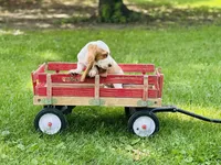Ollie , a male Basset Hound for sale in Peru, IL – 3 of 5