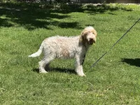 Boy~ Blue, a male Spinone Italiano for sale in Peru, IL – 2 of 10