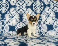 Boy~Purple , a male Pembroke Welsh Corgi for sale in Peru, IL – 3 of 4