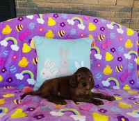 Male#1, a male Irish Setter for sale in Peru, IL – Photo 4 of 4
