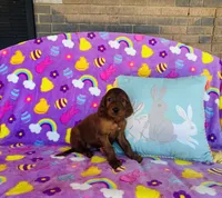 Male#1, a male Irish Setter for sale in Peru, IL – Photo 2 of 4