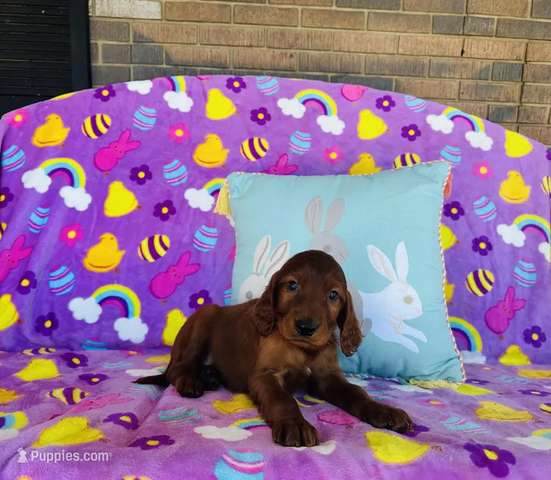 Male#1 – Irish Setter puppy for sale in Peru, IL