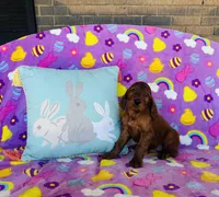 Male#1, a male Irish Setter for sale in Peru, IL – Photo 3 of 4